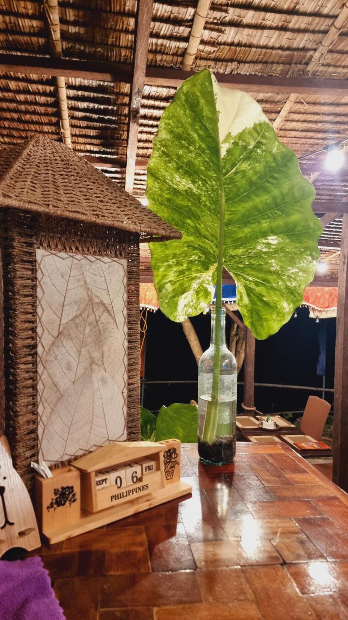 Jush Native And Glamping Ξενοδοχείο Dauis Εξωτερικό φωτογραφία